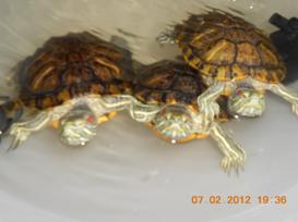 Kaplumbağa resimleri,Turtle Pictures,Bilder von Wasserschildkröten,Schildkrötenbilder