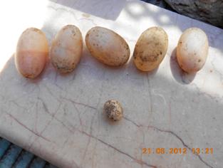 Kaplumbağa yumurtası, su kaplumbağası yumurtası,turtle eggs, Schildkröteneier