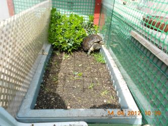 Kaplumbağa resimleri,Turtle Pictures,Bilder von Wasserschildkr�ten,Schildkr�tenbilder 