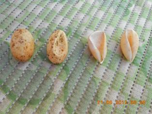 Kaplumbağa yumurtası, su kaplumbağası yumurtası,turtle eggs, Schildkröteneier