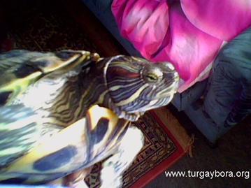 www.turgaybora.org: Prenses
