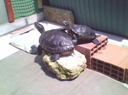 Kaplumbağa resimleri,Turtle Pictures,Bilder von Wasserschildkr�ten,Schildkr�tenbilder 