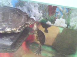 Kaplumbağa resimleri,Turtle Pictures,Bilder von Wasserschildkr�ten,Schildkr�tenbilder 