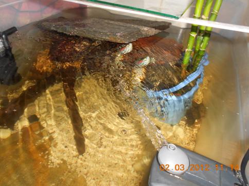 Kaplumbağa resimler,Turtle Pictures,Bilder von Wasserschildkröten,Schildkrötenbilder
