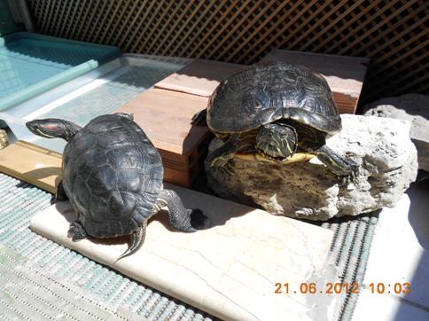 Kaplumbağa resimler,Turtle Pictures,Bilder von Wasserschildkröten,Schildkrötenbilder