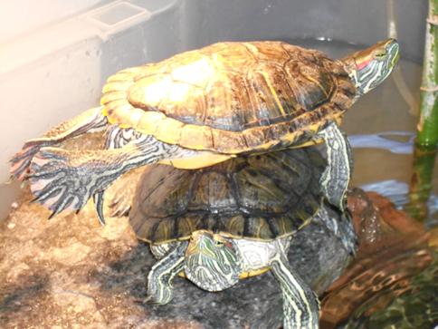 Kaplumbağa resimler,Turtle Pictures,Bilder von Wasserschildkr�ten,Schildkr�tenbilder 