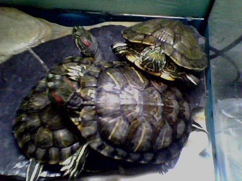 Kaplumbağa resimler,Turtle Pictures,Bilder von Wasserschildkr�ten,Schildkr�tenbilder 