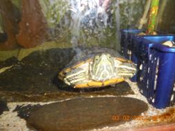 Kaplumbağa resimleri,Turtle Pictures,Bilder von Wasserschildkr�ten,Schildkr�tenbilder 