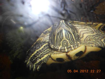 Kaplumbağa resimleri,Turtle Pictures,Bilder von Wasserschildkröten,Schildkrötenbilder