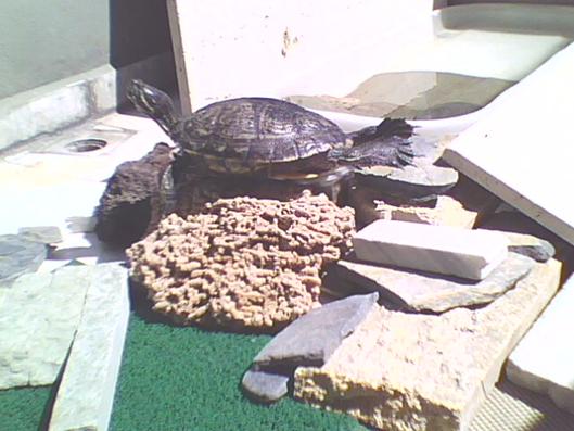 Benim Prenses'im. Kaplumbağam yumurtladıktan sonra çok rahatladı.